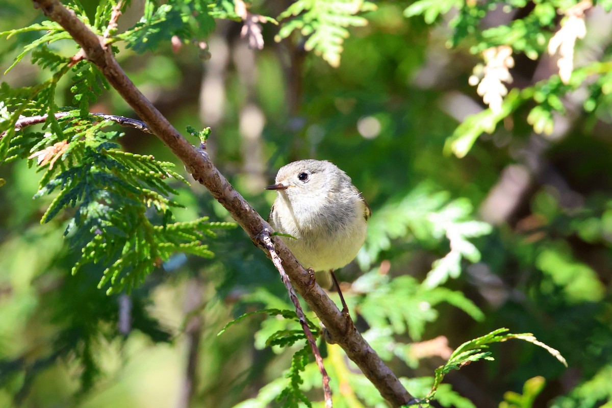 Ruby-crowned Kinglet - ML634746969