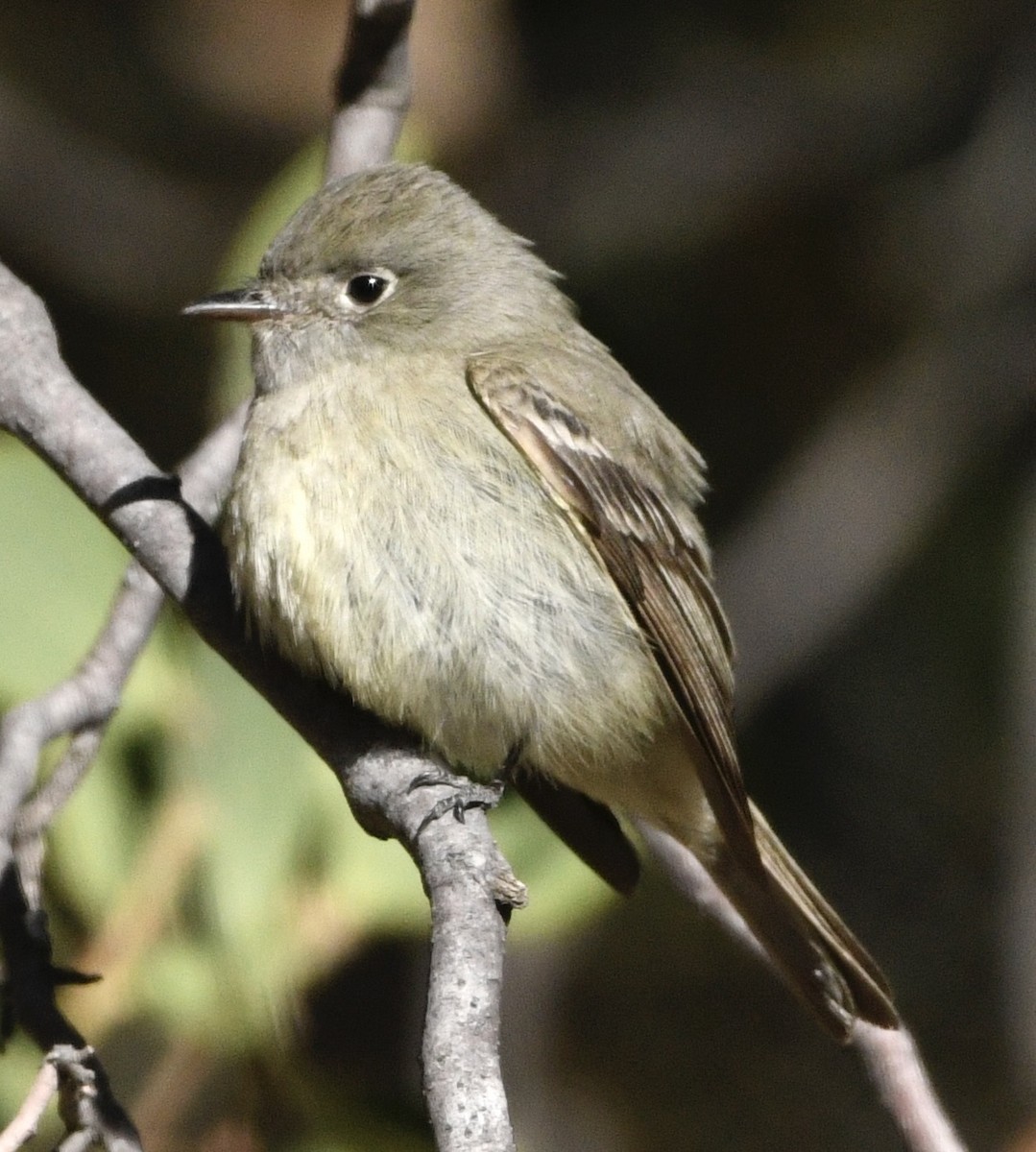 Dusky Flycatcher - ML634747085