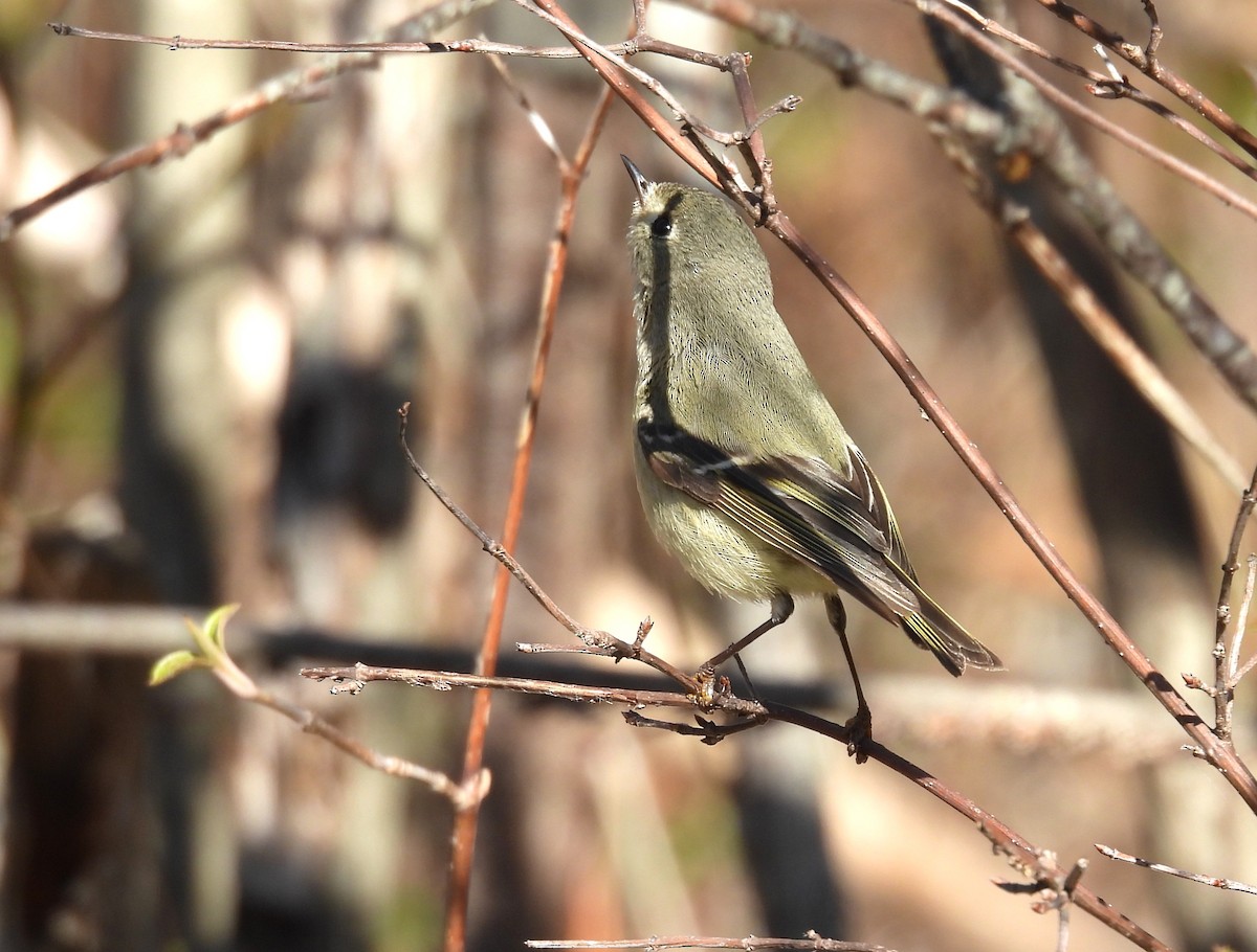 Ruby-crowned Kinglet - ML634747092