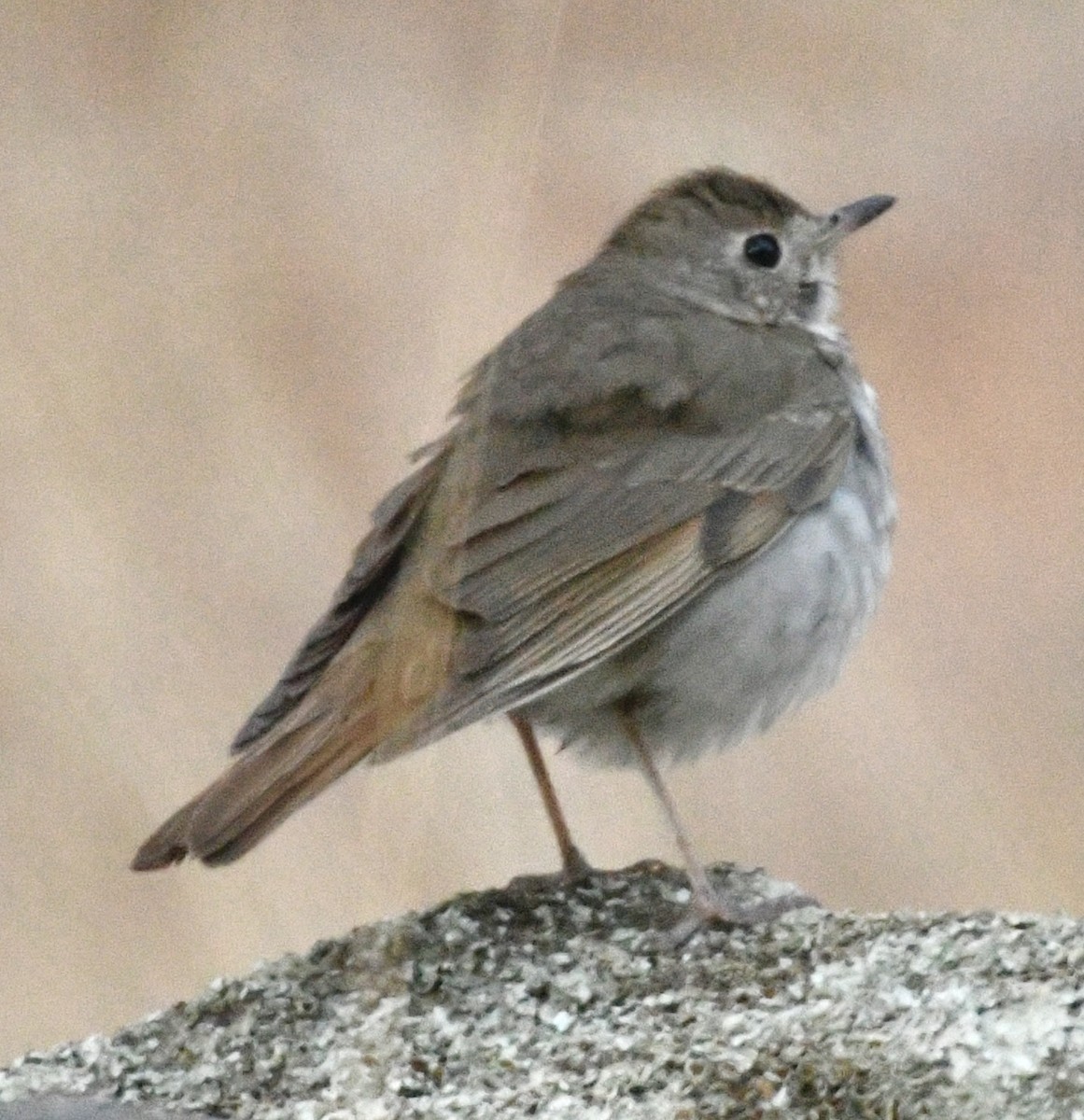 קיכלי חלוד-זנב - ML634747172