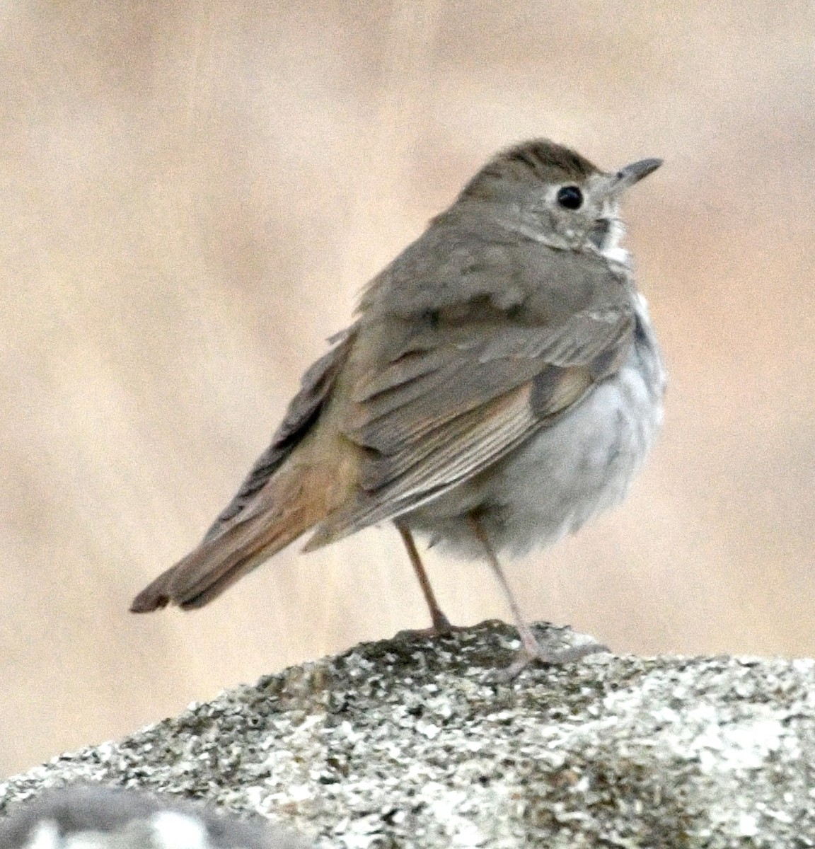 קיכלי חלוד-זנב - ML634747173