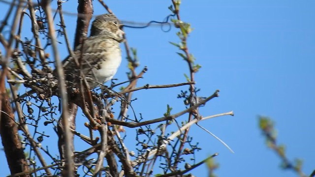 Vesper Sparrow - ML634747250