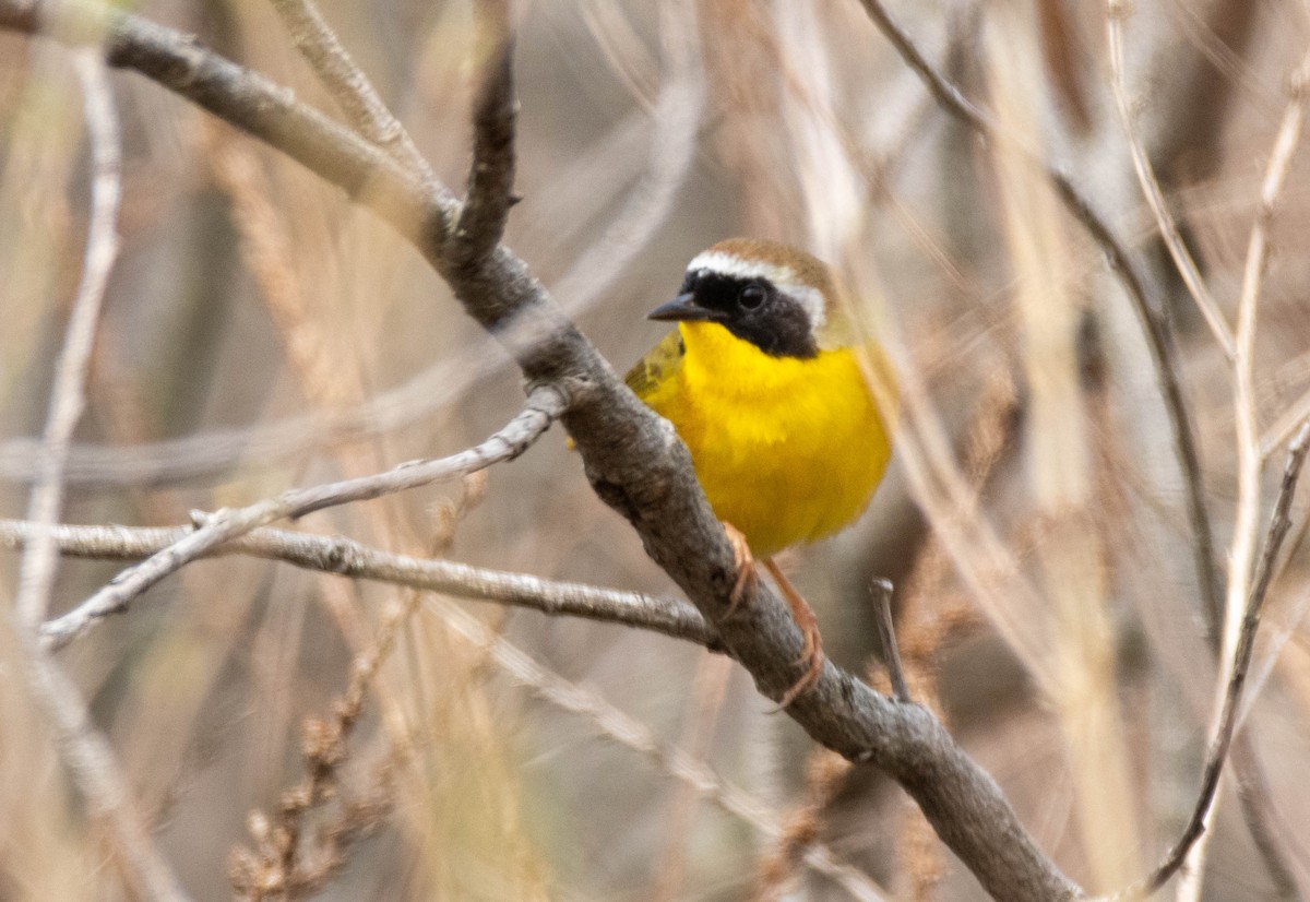 Common Yellowthroat - ML634747357