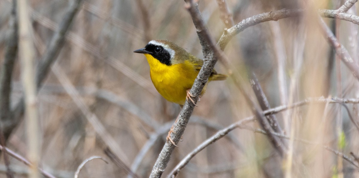 Common Yellowthroat - ML634747358