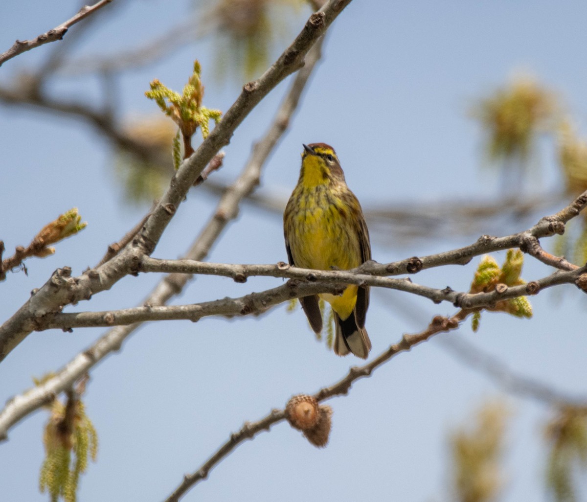 Palm Warbler - ML634747371