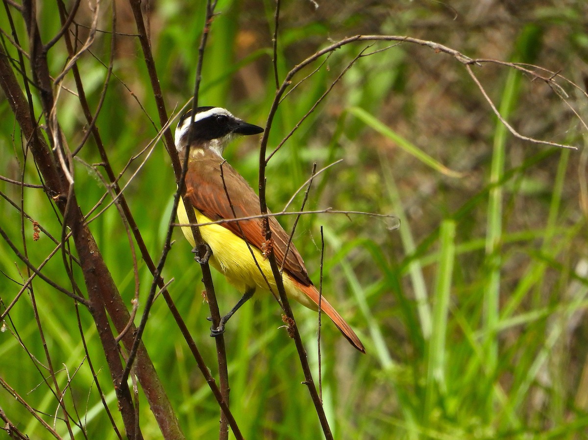 Great Kiskadee - ML634747381