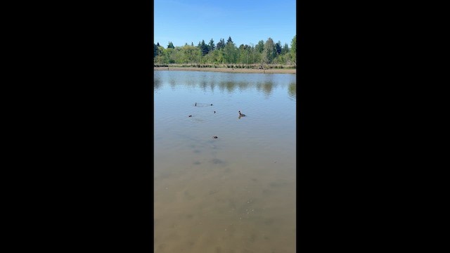 オウギアイサ - ML634747452