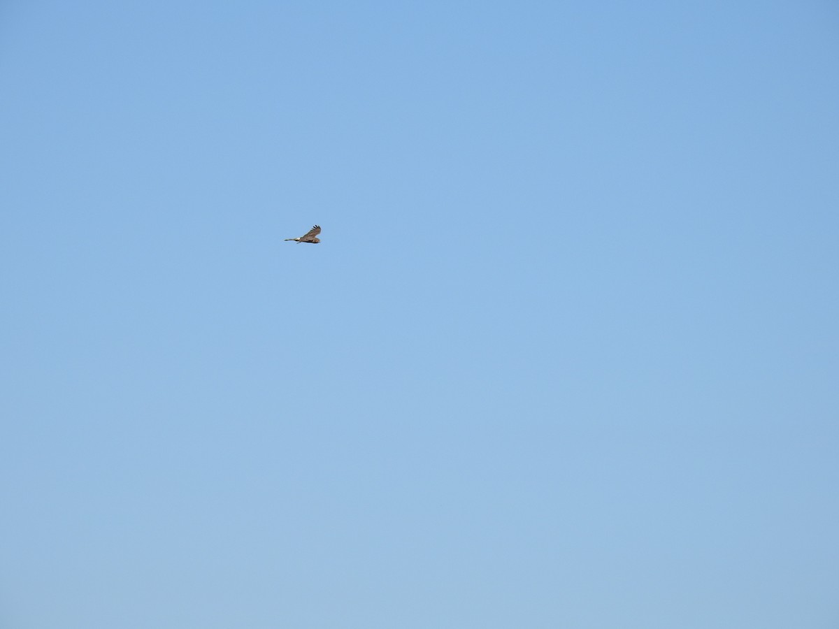 Northern Harrier - ML634747458