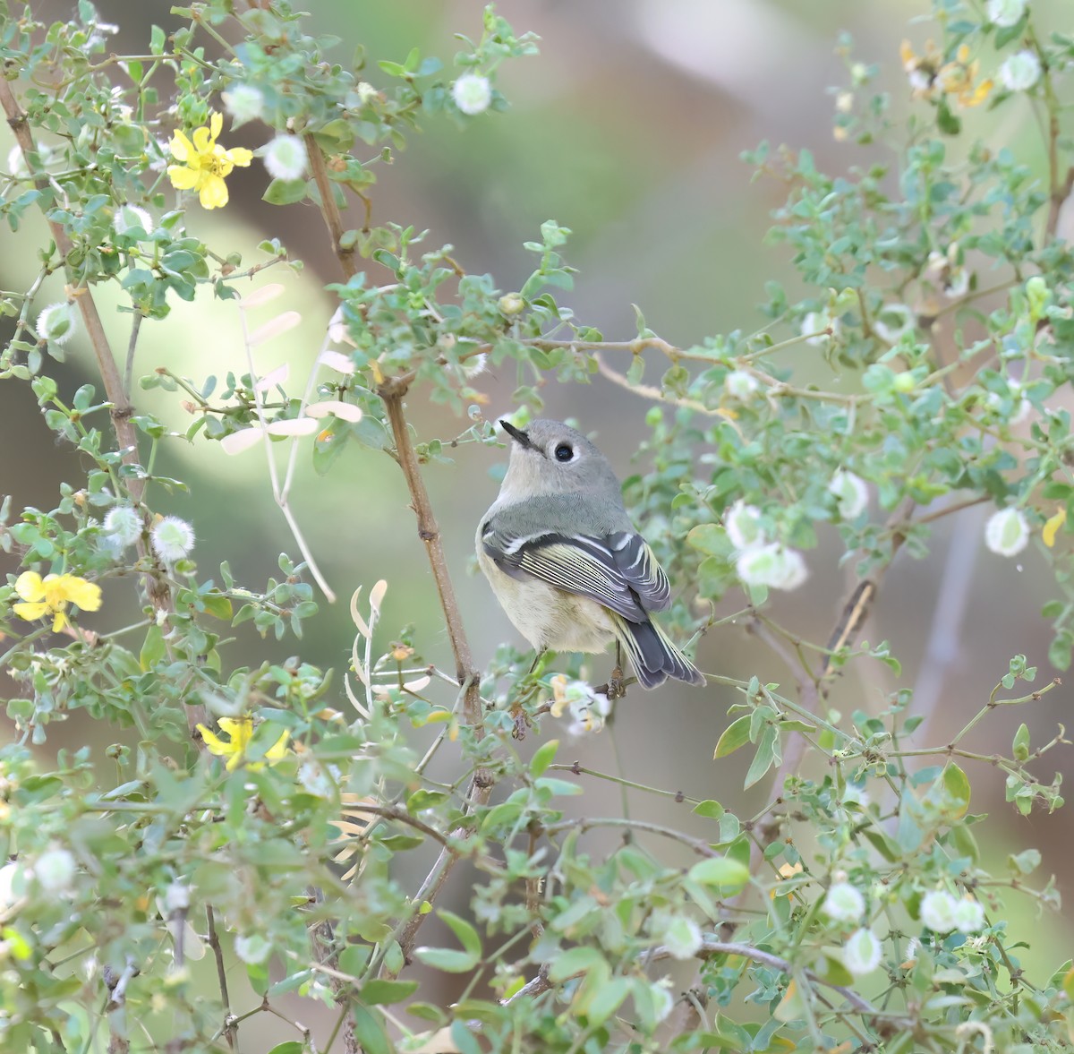 Ruby-crowned Kinglet - ML634747506