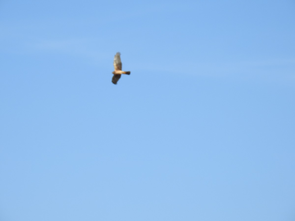Northern Harrier - ML634747576