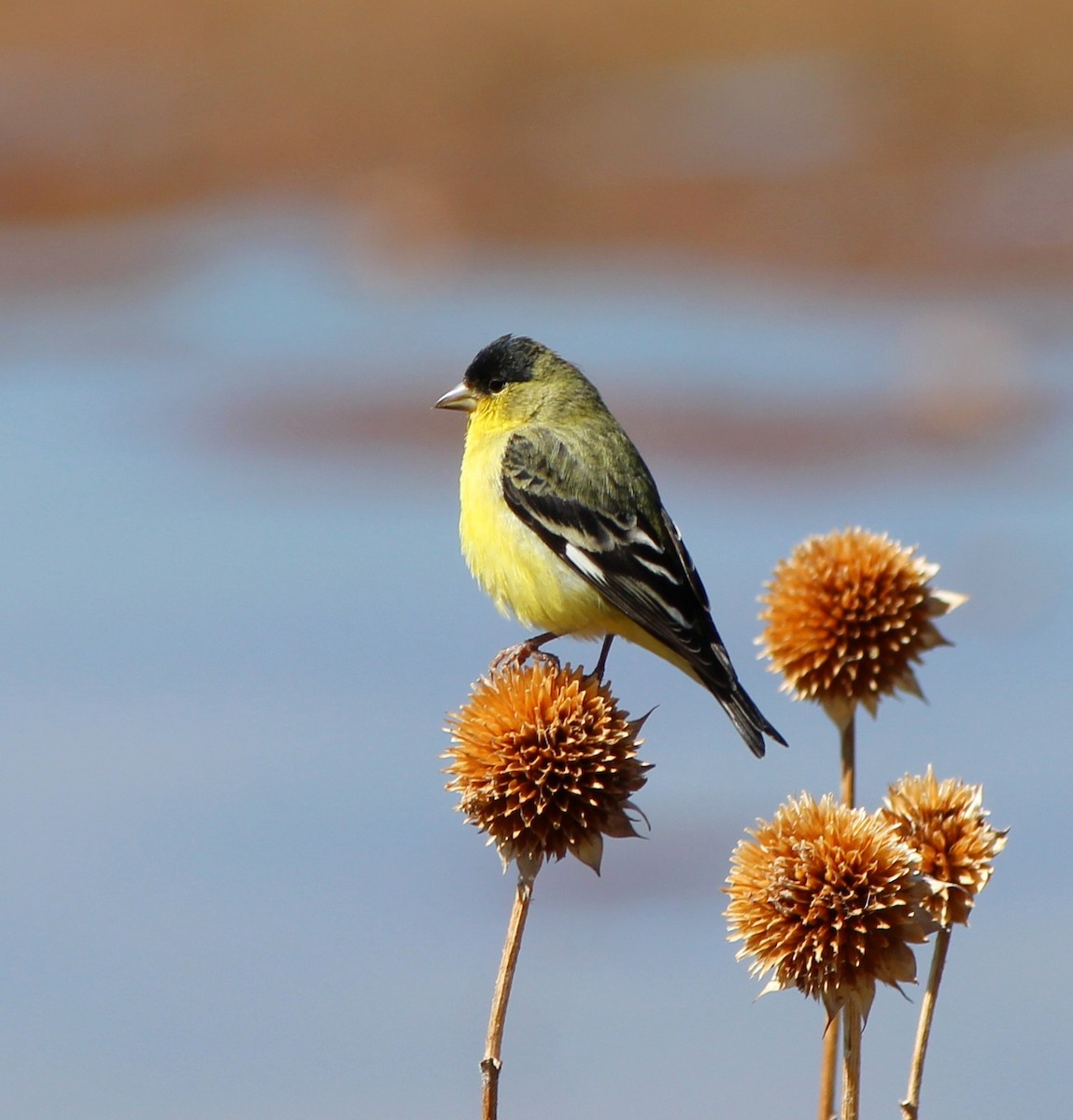 Lesser Goldfinch - ML634747630