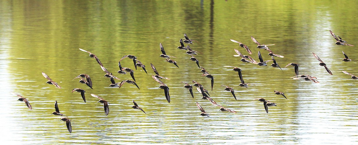 Least Sandpiper - ML634747636