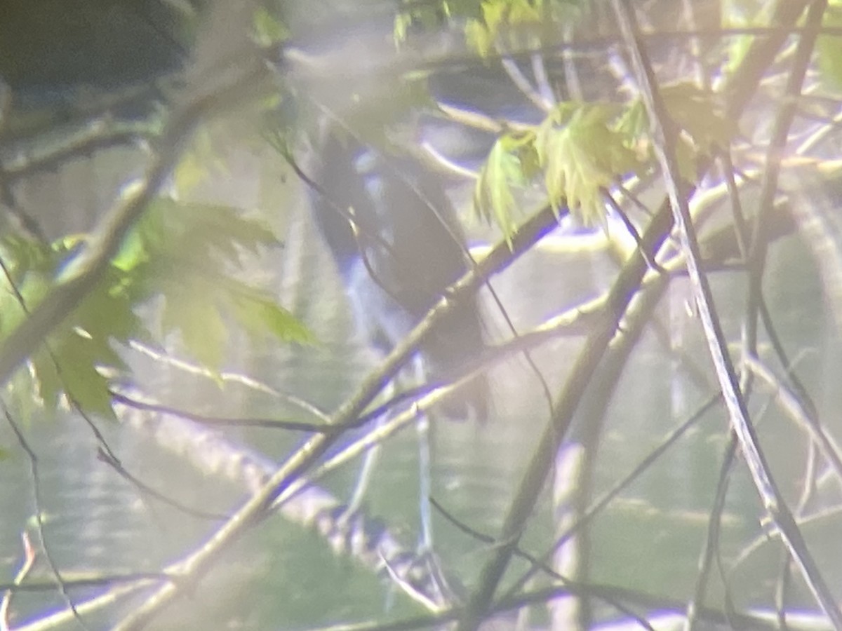 Little Blue Heron - ML634747649
