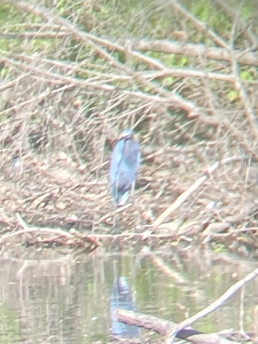 Little Blue Heron - ML634747650