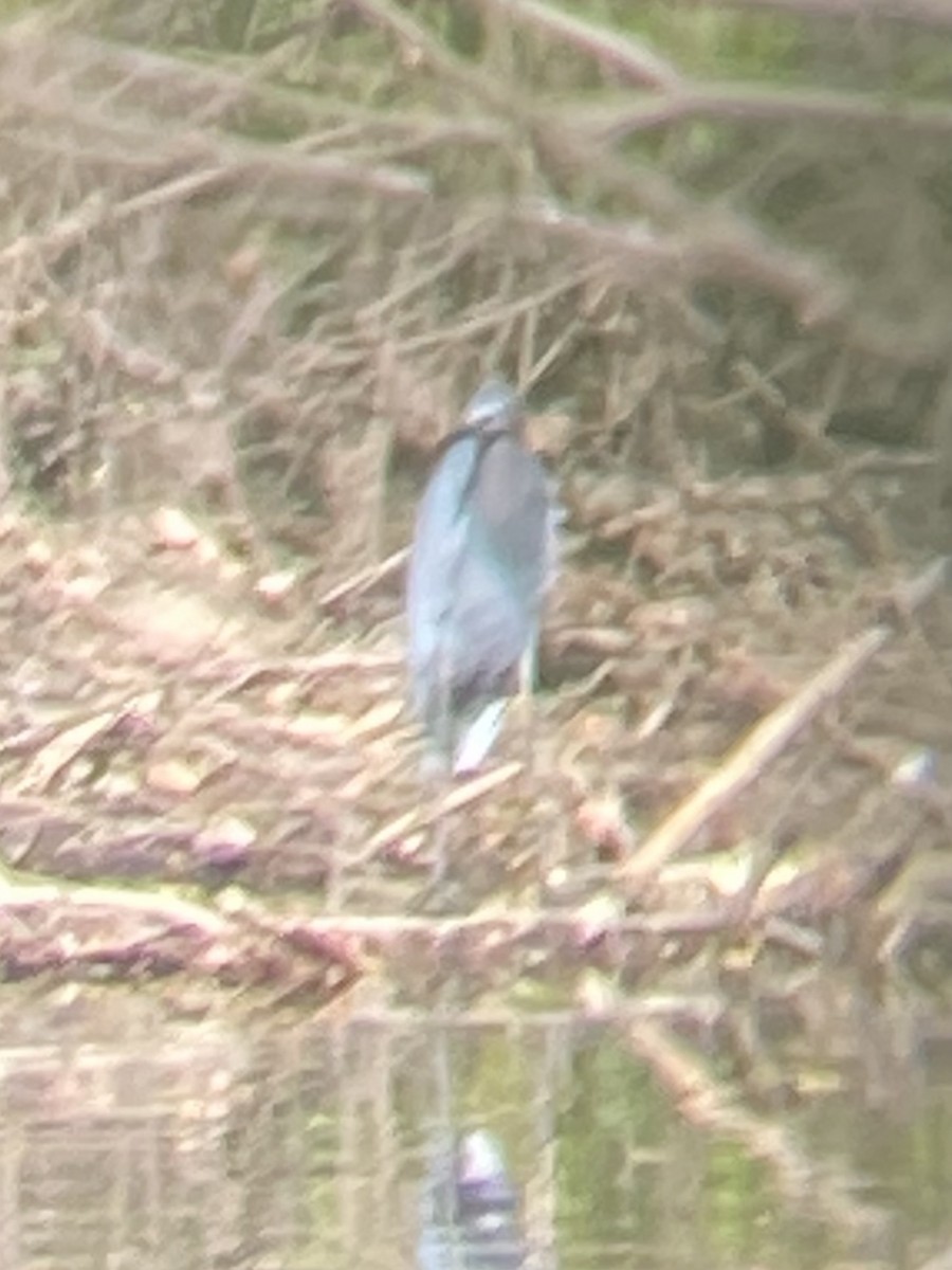 Little Blue Heron - ML634747651