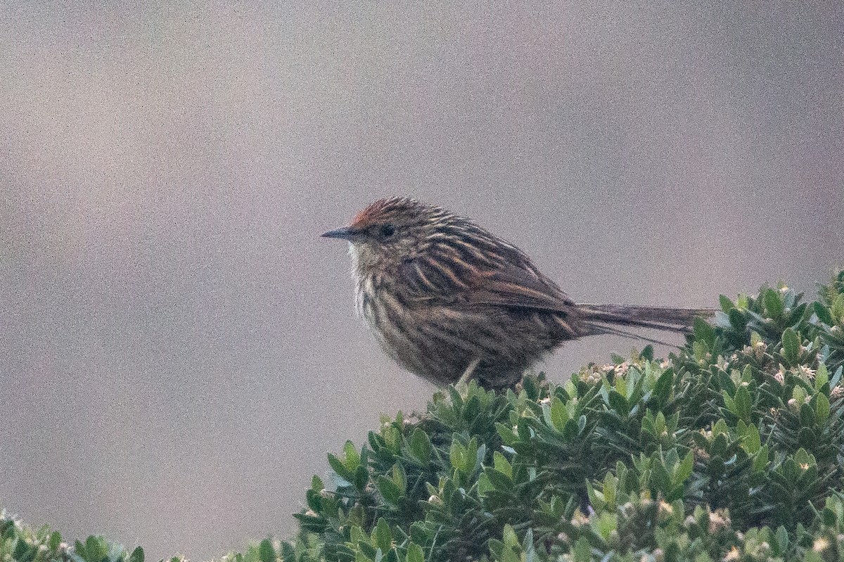 Scribble-tailed Canastero - ML634747736