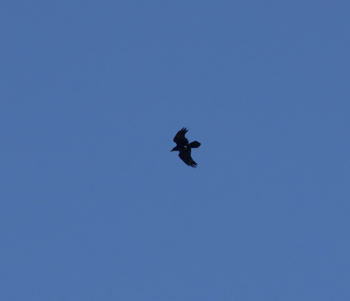 Corbeau à cou blanc - ML634747766