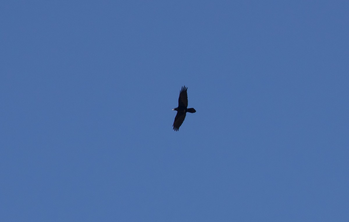 Corbeau à cou blanc - ML634747769