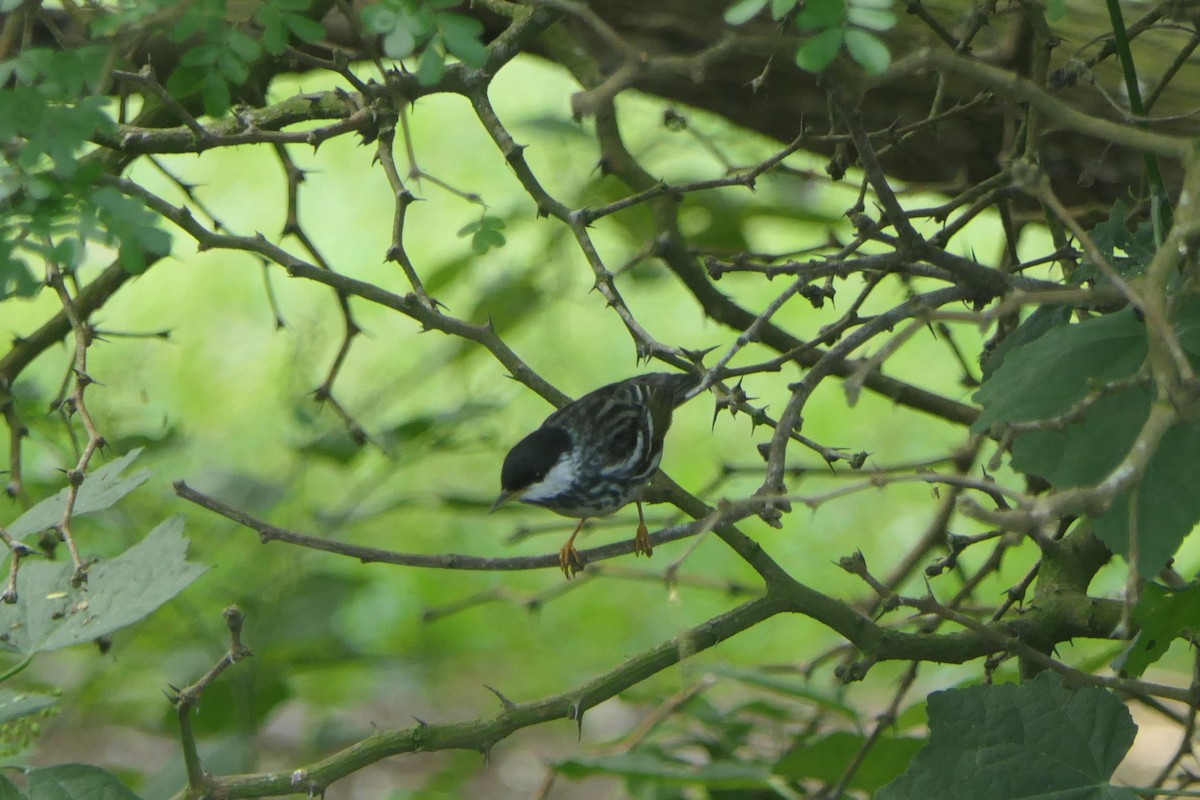 Blackpoll Warbler - ML634747874