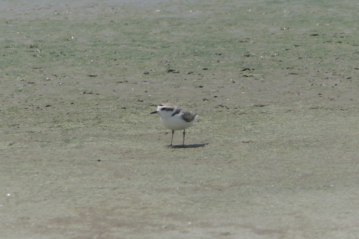 Snowy Plover - ML634747926