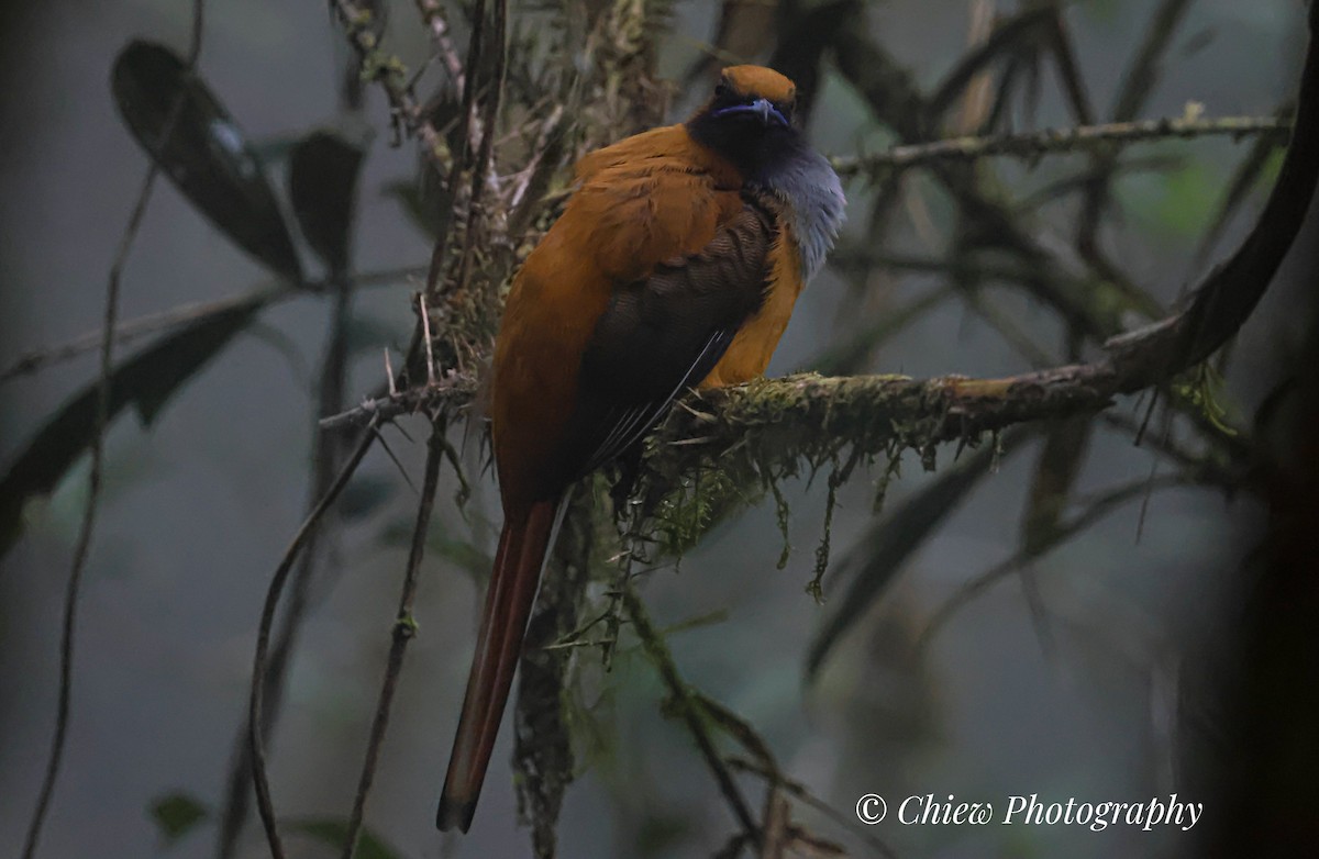 rødhettetrogon - ML634748003
