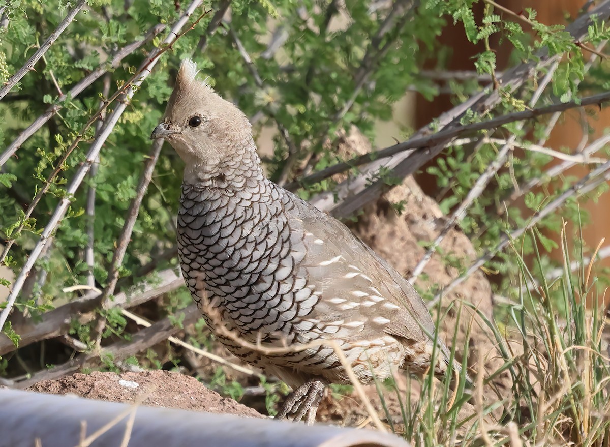 Scaled Quail - ML634748009