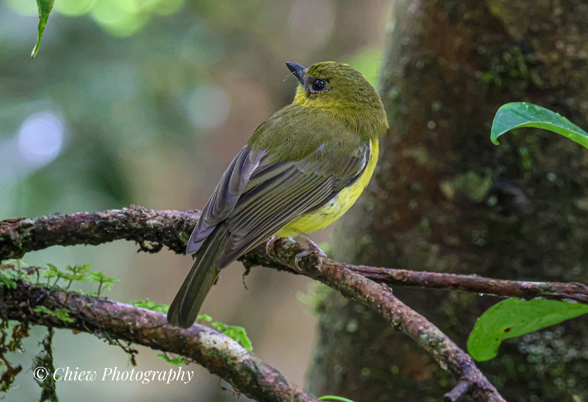 Bornean Whistler - ML634748013