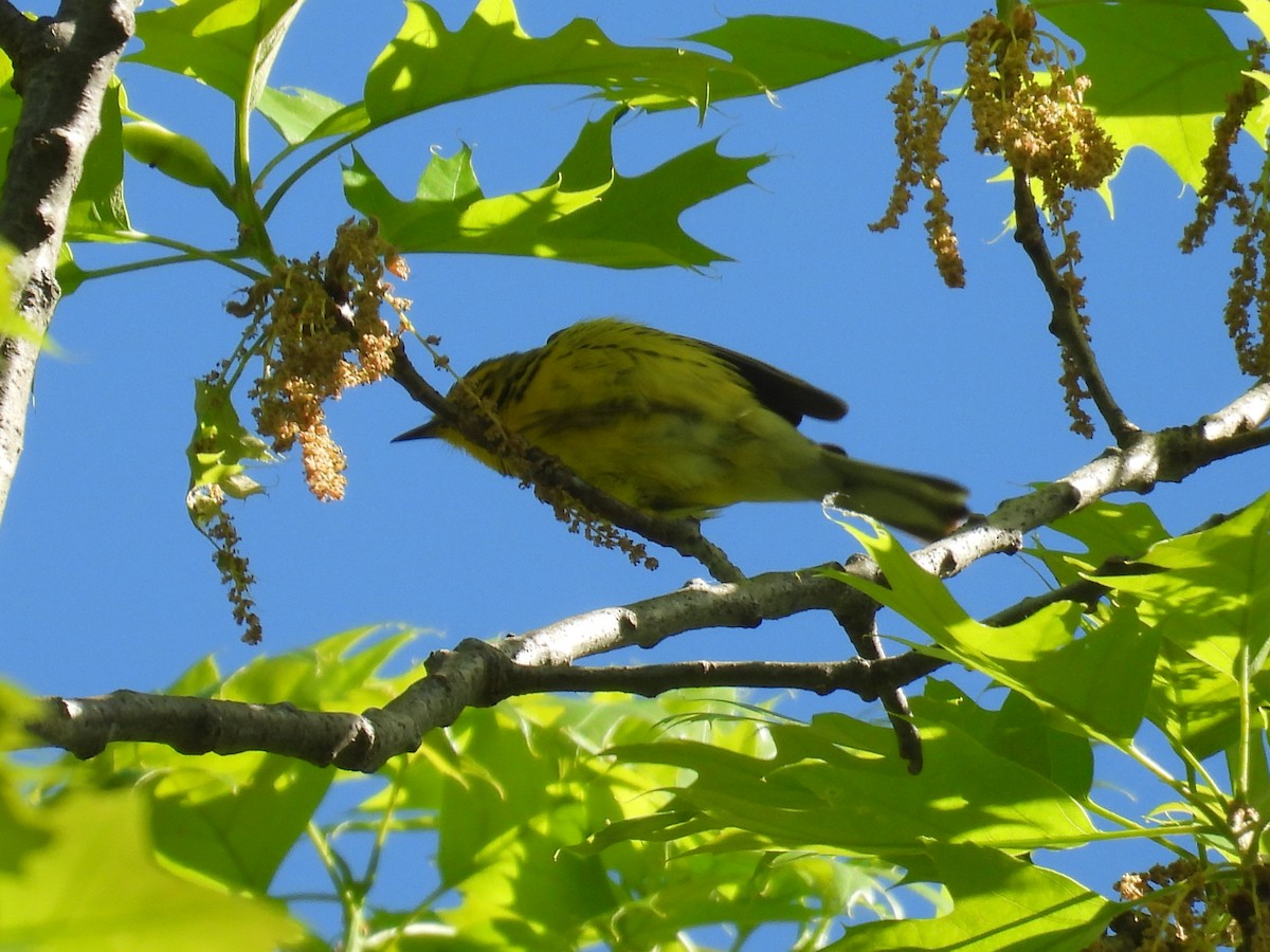 Prairie Warbler - ML634748074
