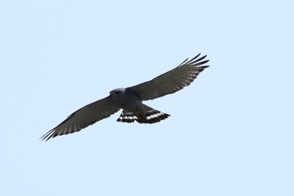 Gray Hawk - ML634748076