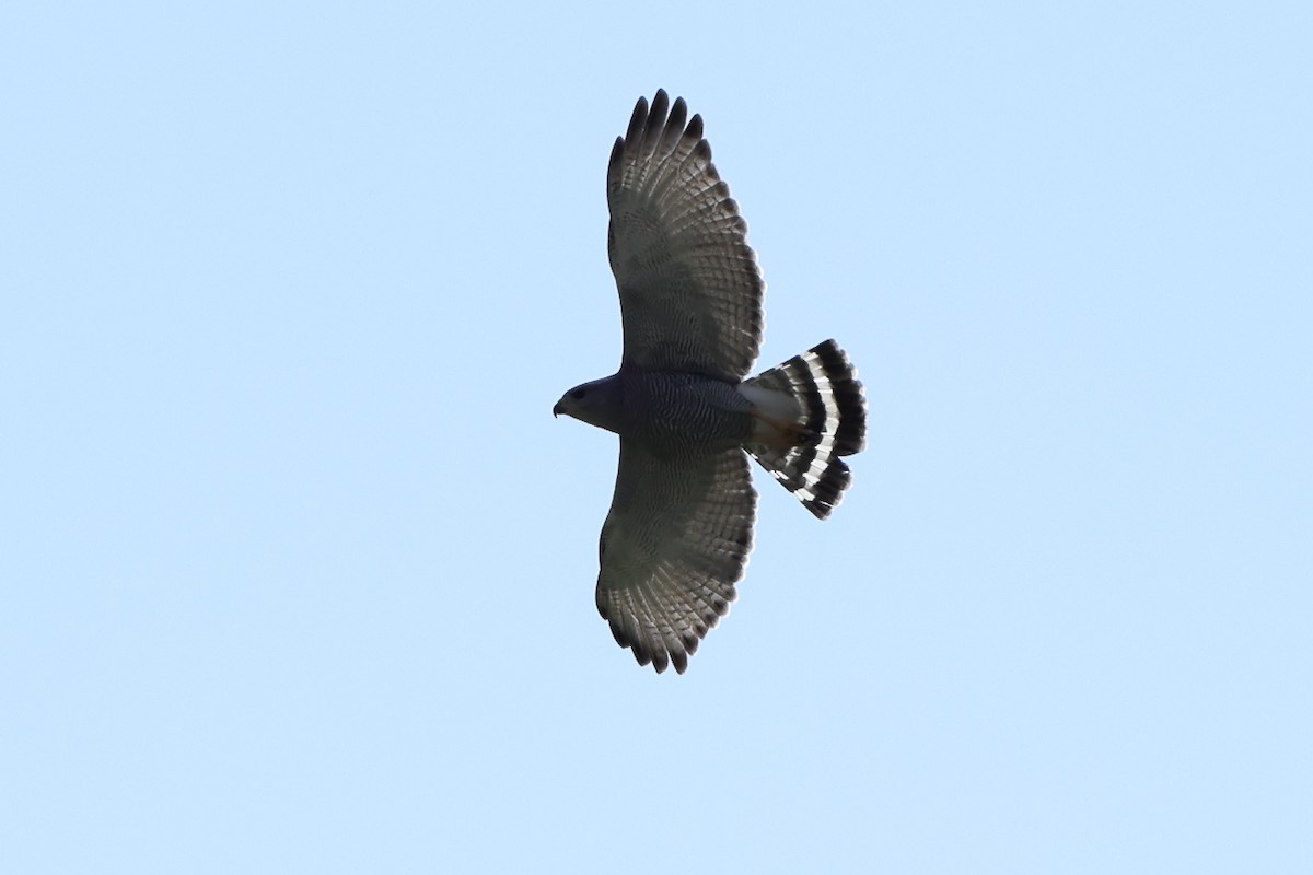 Gray Hawk - ML634748077