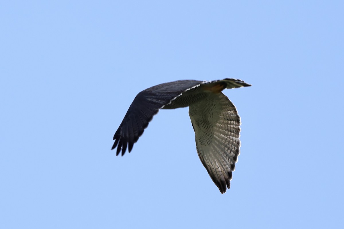 Gray Hawk - ML634748078