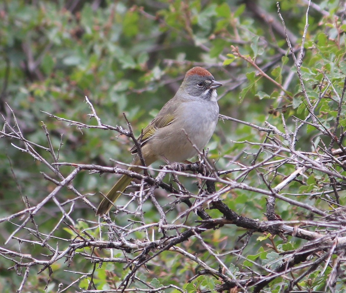 Green-tailed Towhee - ML634748083