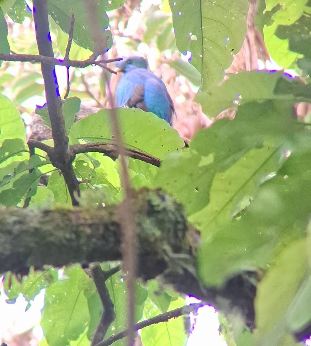 Resplendent Quetzal - ML634748257