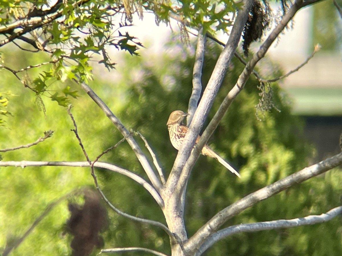 Brown Thrasher - ML634748435