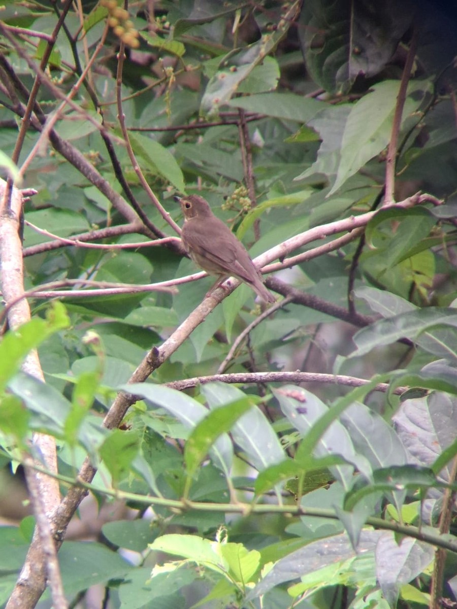 Swainson's Thrush - ML634748514
