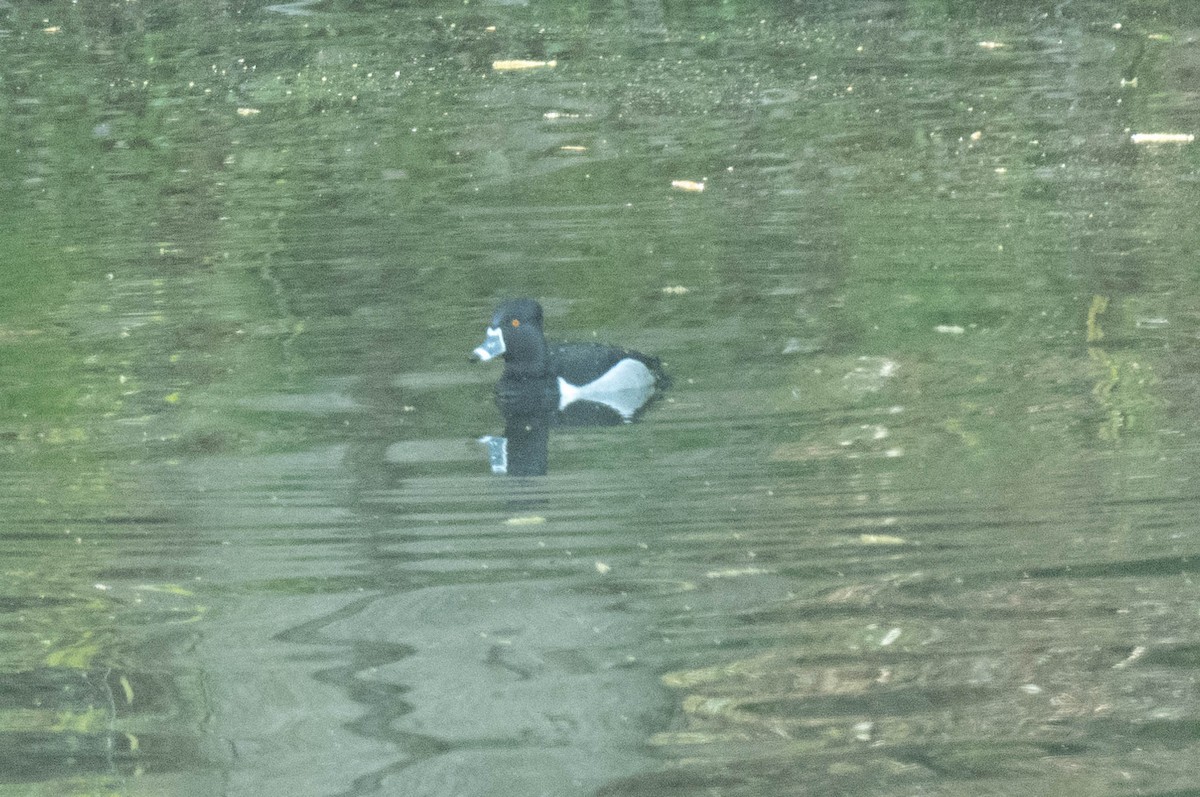 polák proužkozobý - ML634748523