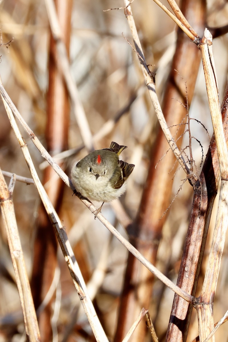 Ruby-crowned Kinglet - ML634748558