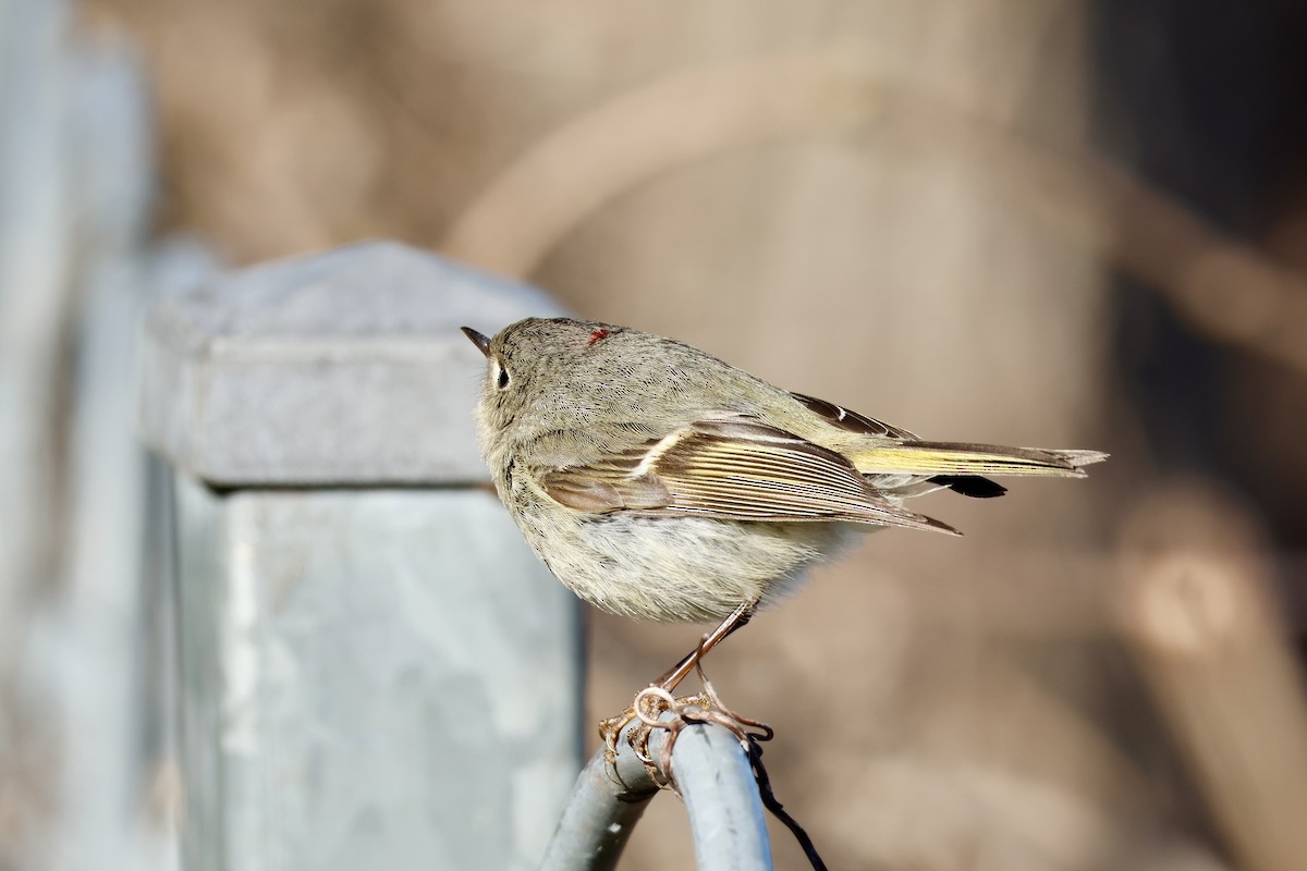 Ruby-crowned Kinglet - ML634748559
