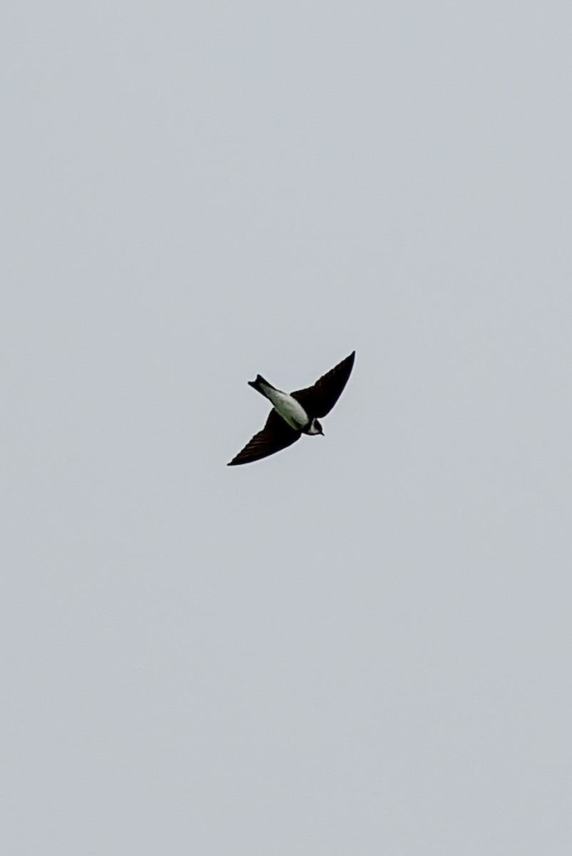 灰沙燕 - ML634748581