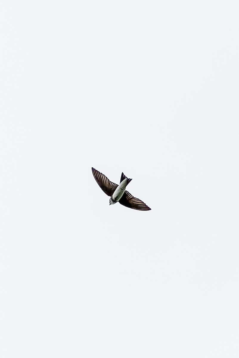 灰沙燕 - ML634748582