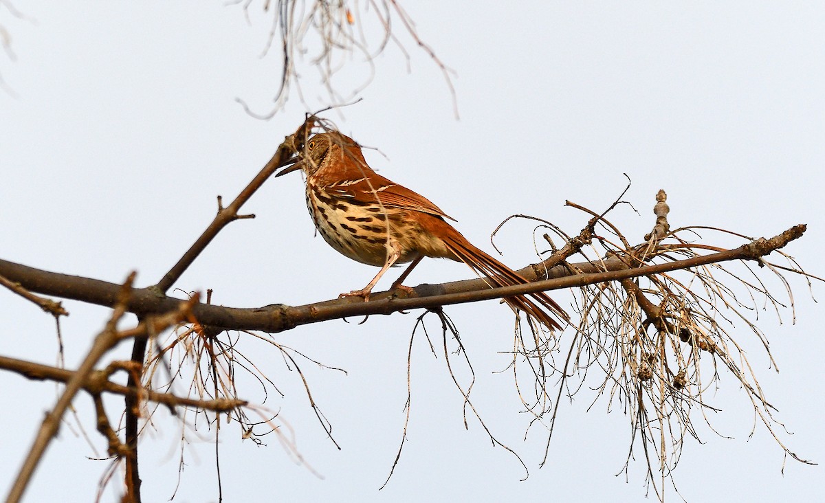 Brown Thrasher - ML634748625