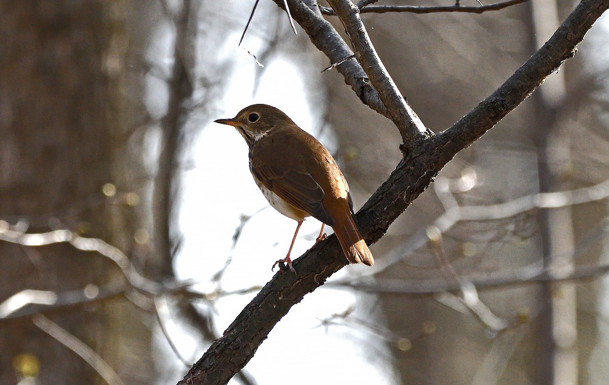 Hermit Thrush - ML634748647