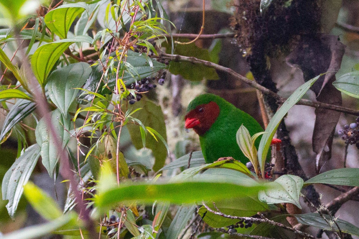 Grass-green Tanager - ML634748648