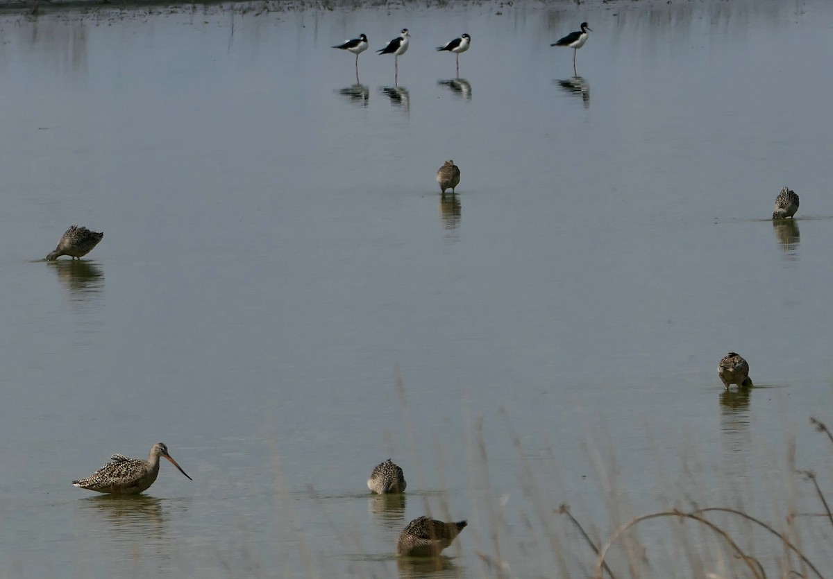Marbled Godwit - ML634748649