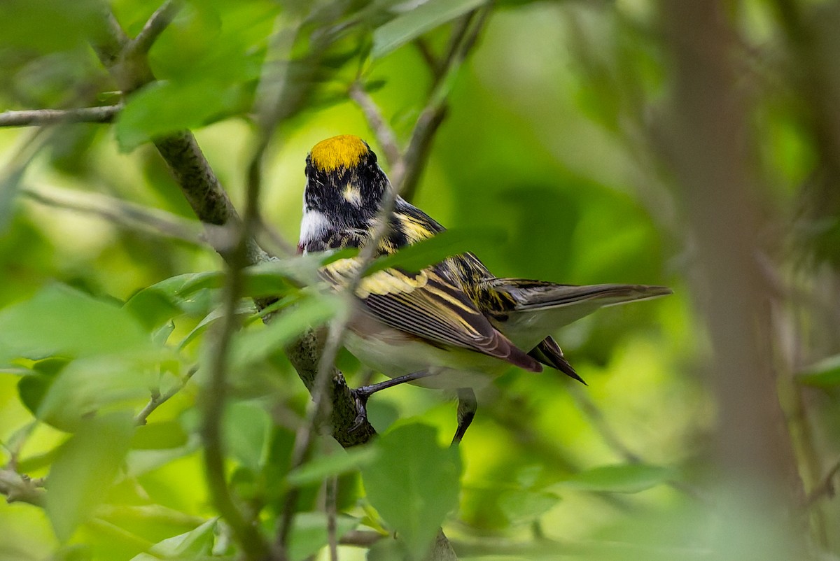 Chestnut-sided Warbler - ML634748651