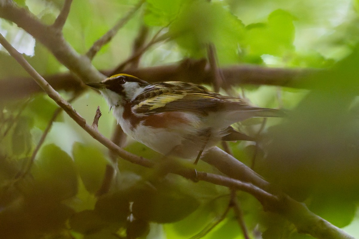 Chestnut-sided Warbler - ML634748652