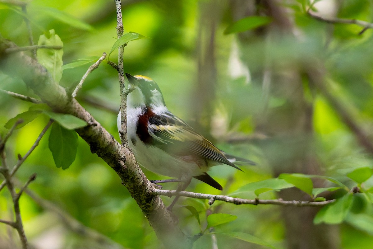 Chestnut-sided Warbler - ML634748653