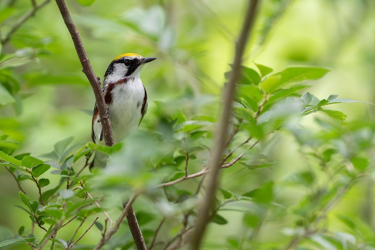 Chestnut-sided Warbler - ML634748656