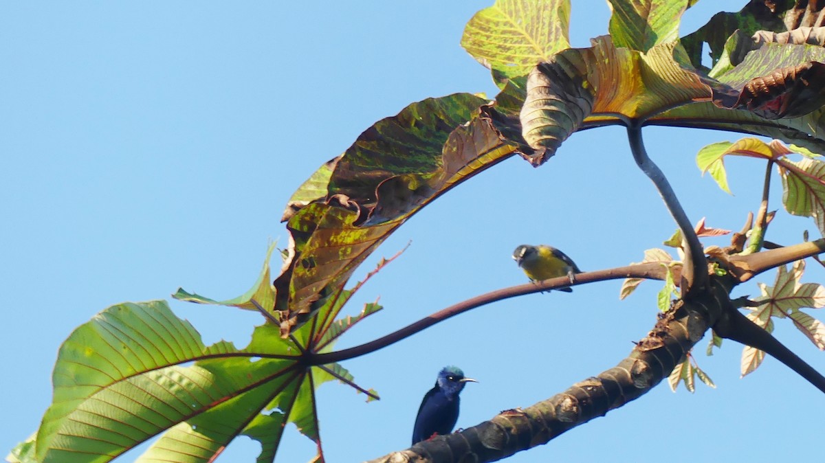 Red-legged Honeycreeper - ML634748657