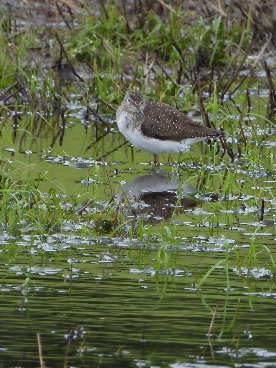 Solitary Sandpiper - ML634748658